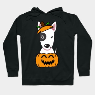 Funny bull terrier is in a pumpkin Hoodie